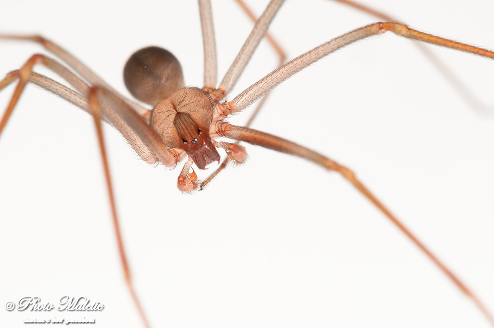 Loxosceles rufescens e Lycosa tarantula - Croazia